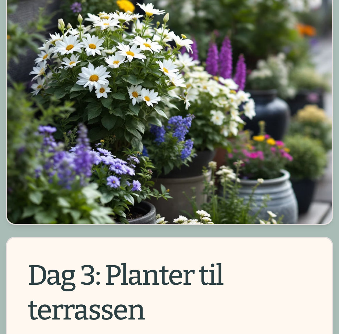 Terrasse indretning: find de rigtige planter